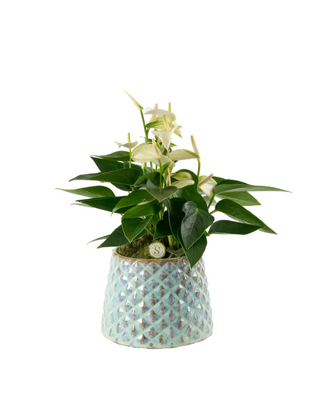 Anthurium