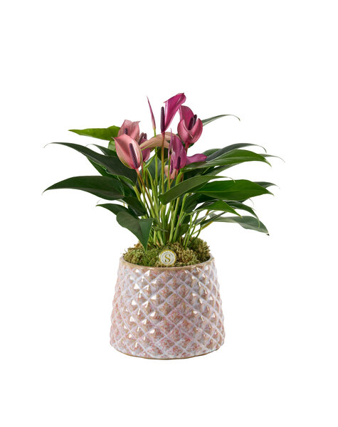 Anthurium