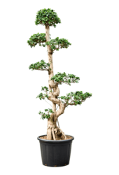 Ficus Microcarpa KingSize