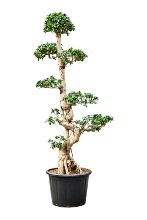 Ficus Microcarpa KingSize