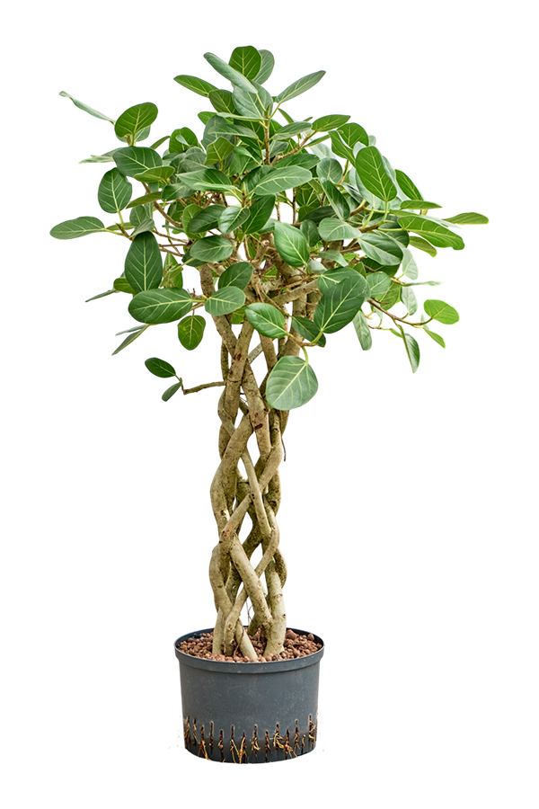 Hydroplant Ficus Benghalensis Audrey