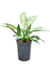 Hydroplant Dieffenbachia Vesuvius