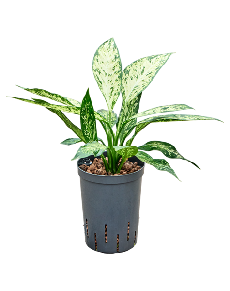 Hydroplant Dieffenbachia