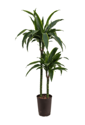 Hydroplante Dracaena Fragrans Arturo