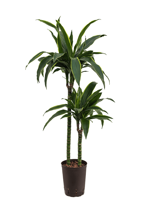 Hydroplant Dracaena Fragrans Arturo