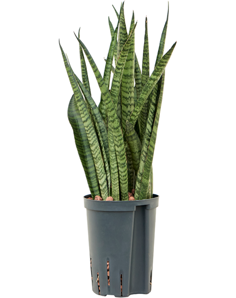 Hydroplante Sansevieria