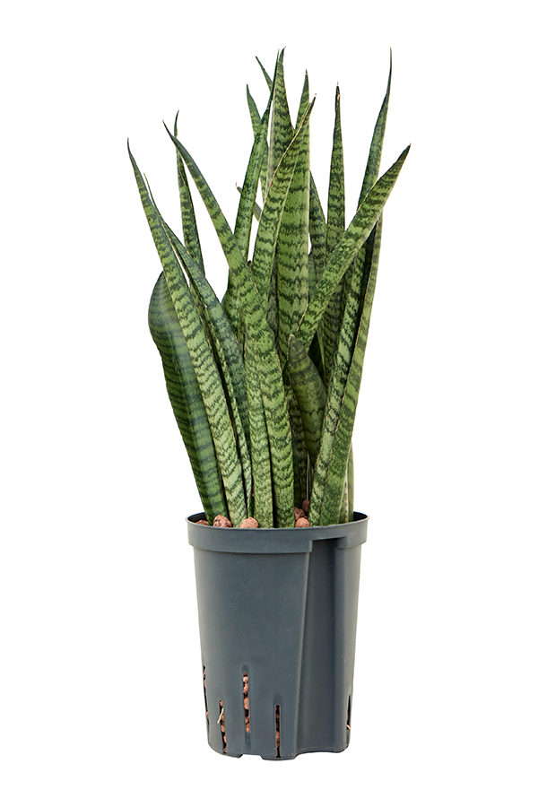 Hydroplante Sansevieria Zeylanica Étroite