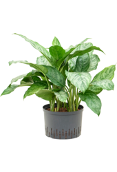 Hydroplant Aglaonema Chantal