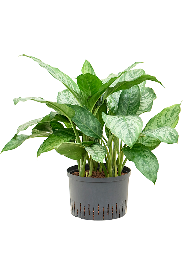 Hydroplant Aglaonema Chantal