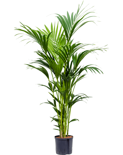 Hydroplant Kentia