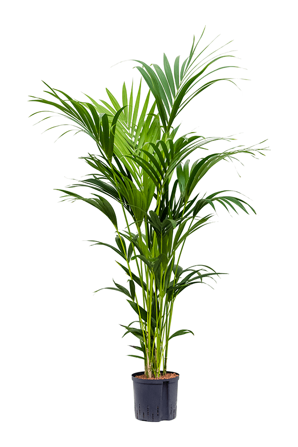 Hydroplant Kentia (Howea) Forsteriana
