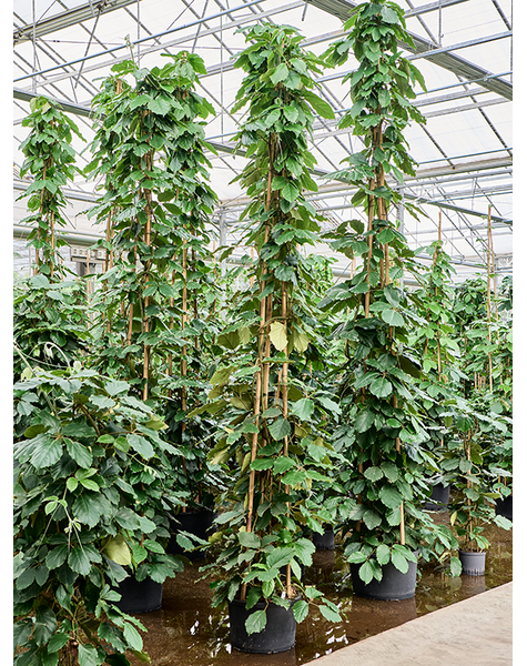 Hydroplante Tetrastigma