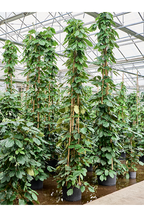 Hydroplant Tetrastigma Voinierianum