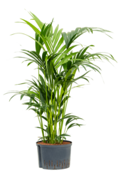 Plante hydroponique Kentia (Howea) Forsteriana