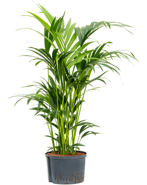 Plante hydroponique Kentia