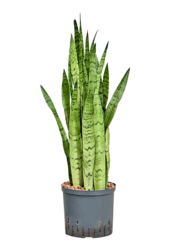 Hydroplant Sansevieria Trifasciata Silver Mist