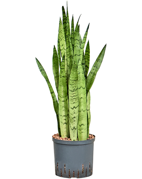 Hydroplant Sansevieria
