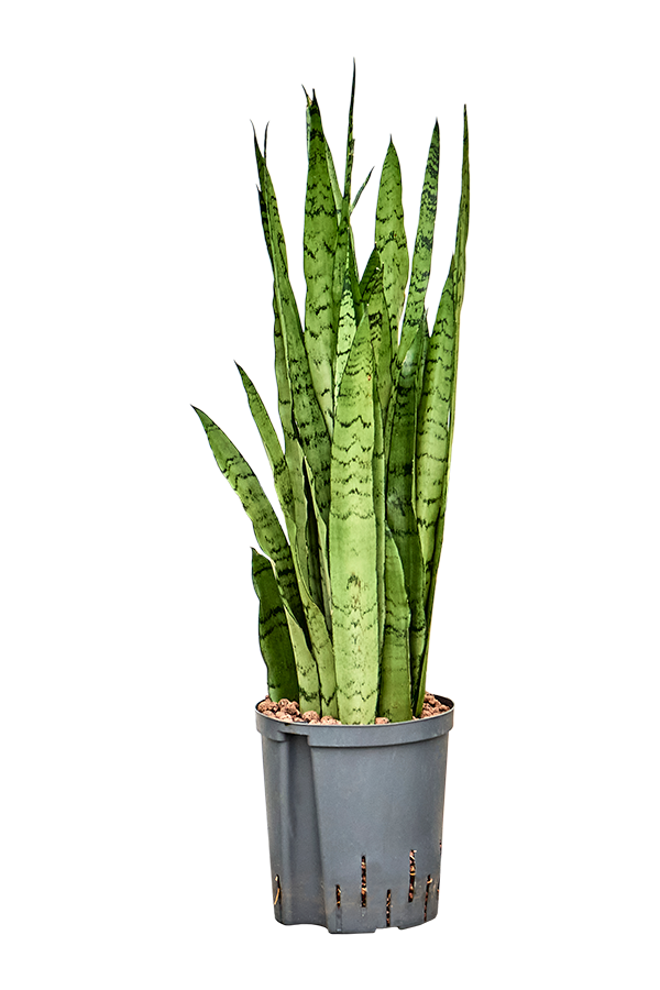 Hydroplant Sansevieria Trifasciata Silver Mist