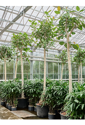 Hydroplant Ficus Benghalensis Audrey