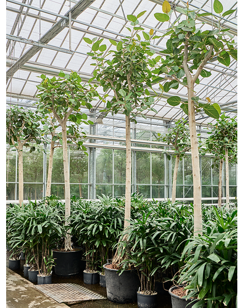 Hydroplant Ficus
