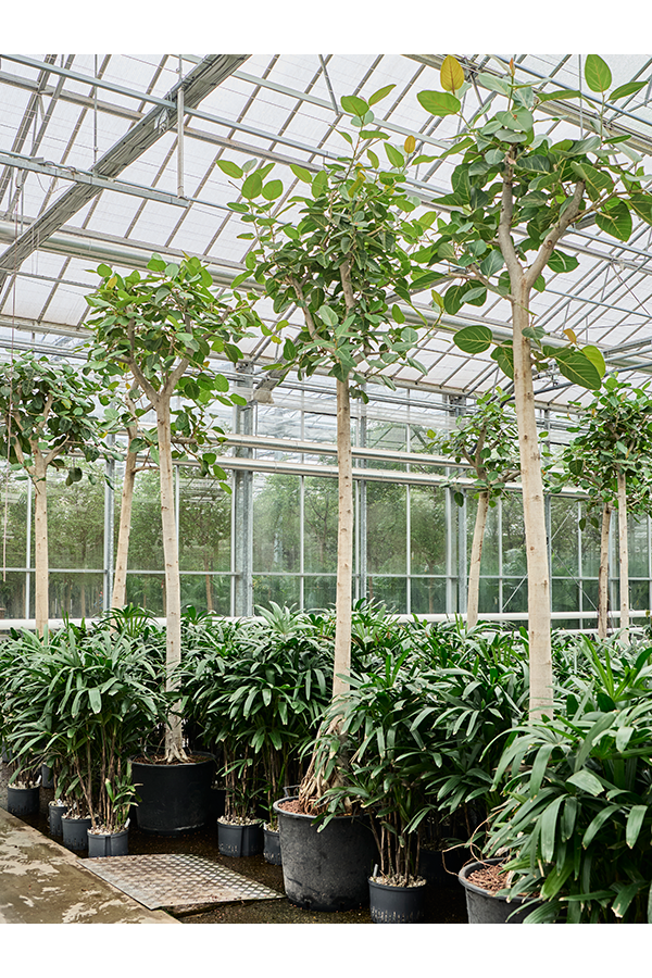 Hydroplant Ficus Benghalensis Audrey