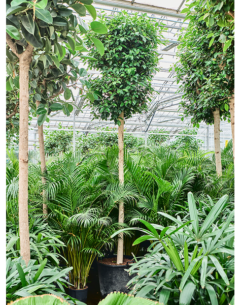 Hydroplant Ficus