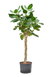 Hydroplant Ficus Benghalensis Audrey