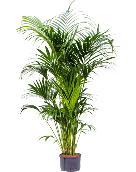 Plante d'hydroculture Kentia