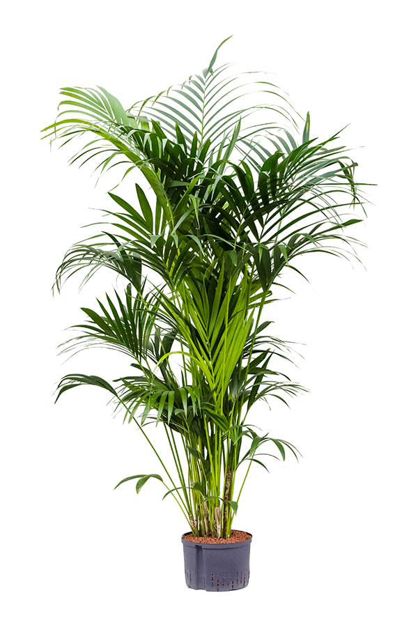 Plante d'hydroculture Kentia (Howea) Forsteriana