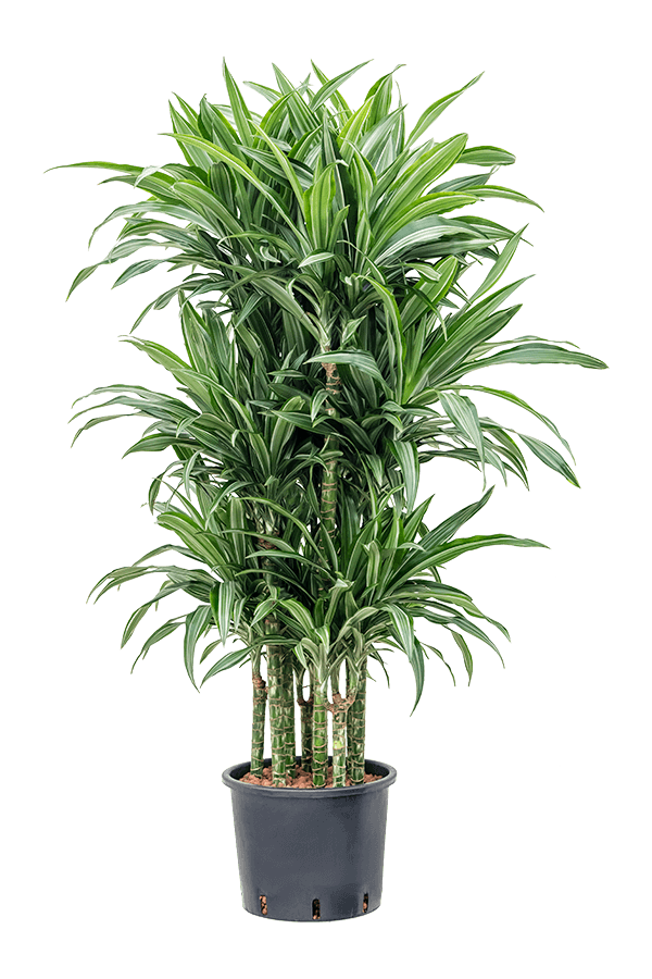 Hydroplant Dracaena Fragrans Ulises