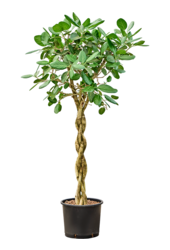 Hydroplant Ficus Benghalensis Audrey