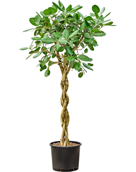 Hydroplante Ficus