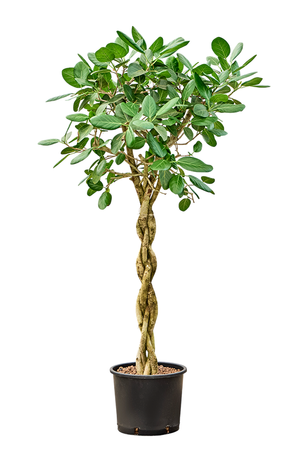 Hydroplante Ficus Benghalensis Audrey
