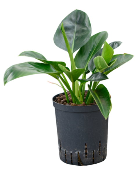 Hydroplant Philodendron