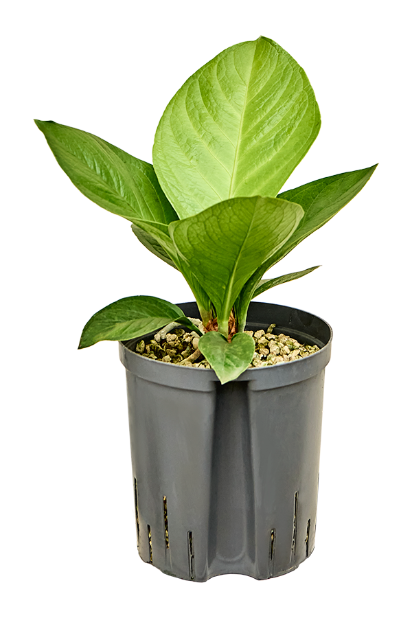 Hydroplant Anthurium Jenmanii