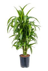 Hydroplant Dracaena Fragrans Hawaiian Sunshine
