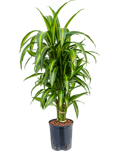 Hydroplant Dracaena
