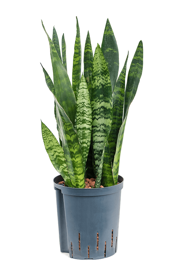 Hydroplant Sansevieria Trifasciata Black Coral