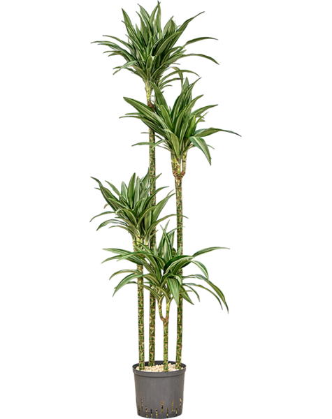 Hydroplante Dracaena