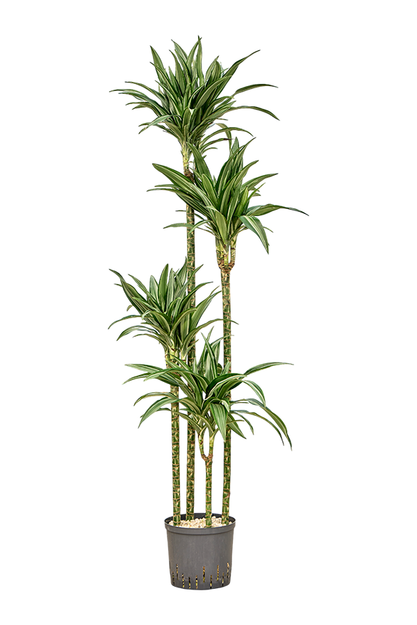 Hydroplante Dracaena Fragrans Ulises