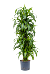 Hydroplant Dracaena Fragrans Hawaiian Sunshine
