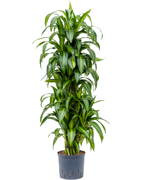 Hydroplant Dracaena