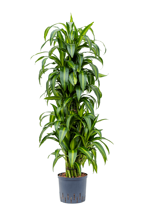 Hydroplant Dracaena Fragrans Hawaiian Sunshine