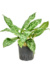 Hydroplante Aglaonema Pavo Real