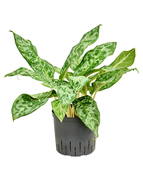 Hydroplante Aglaonema