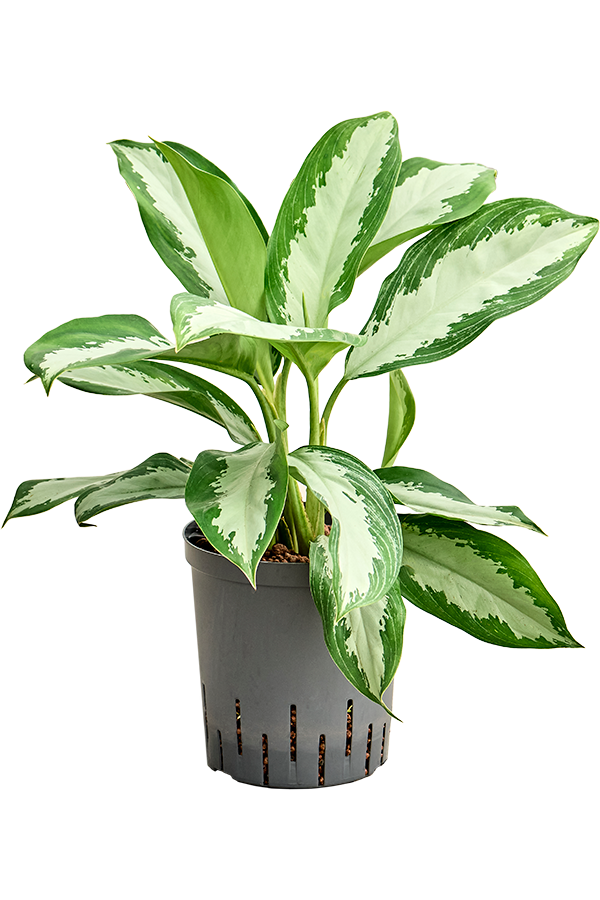 Hydroplant Aglaonema Diamond Bay