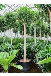Hydroplant Ficus Rubiginosa Australis