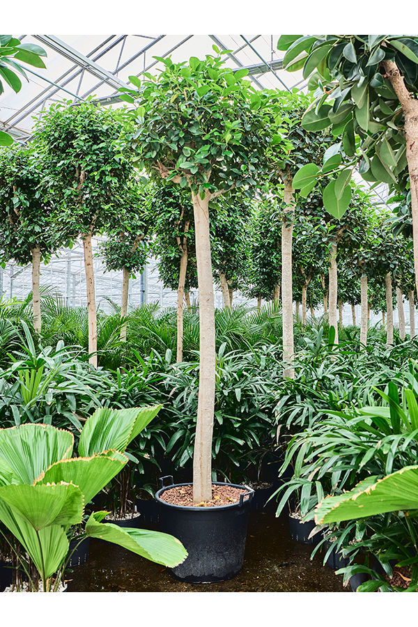 Hydroplant Ficus Rubiginosa Australis
