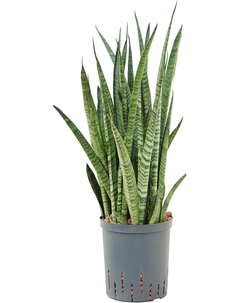 Hydroplante Sansevieria