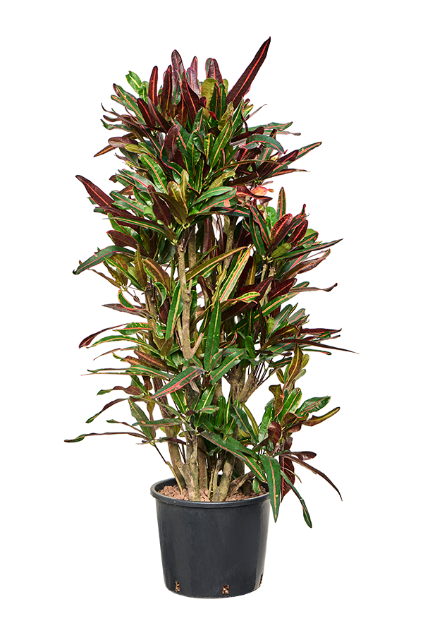 Hydroplant Croton (Codiaeum) Variegatum Mammi